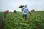 Farm workers carrying a crate through a field together.
